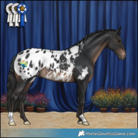 Horse Color:Brown Blanket 