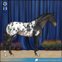 Horse Color:Brown Appaloosa 