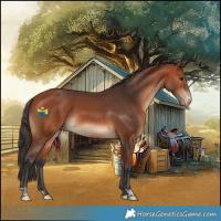 Horse Color:Bay Appaloosa 