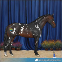 Horse Color:White Spotted Brown 