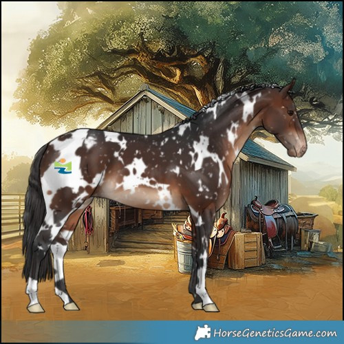 Horse Color:White Spotted Brown Appaloosa 