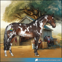 Horse Color:White Spotted Brown 
