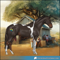 Horse Color:Liver Chestnut Tobiano 