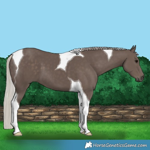 Horse Color:Silver Black Tobiano 