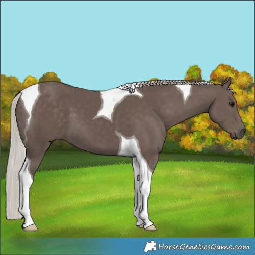 Horse Color:Silver Black Tobiano 