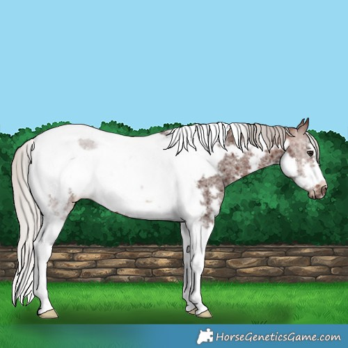 Horse Color:Silver Brown Sabino Tobiano Frame Rabicano 