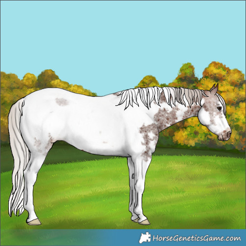 Horse Color:Silver Brown Sabino Tobiano Frame Rabicano