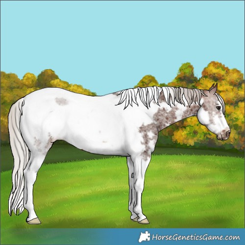 Horse Color:Silver Brown Sabino Tobiano Frame Rabicano 