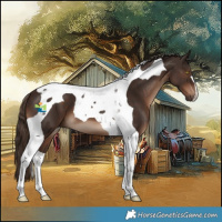 Horse Color:Liver Chestnut Tobiano 