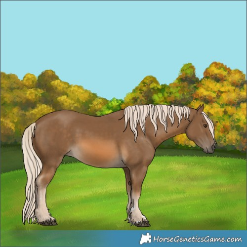 Horse Color:Chocolate Palomino 