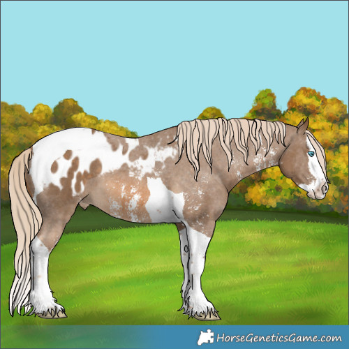 Horse Color:Chocolate Palomino Sabino Splash Tobiano Appaloosa