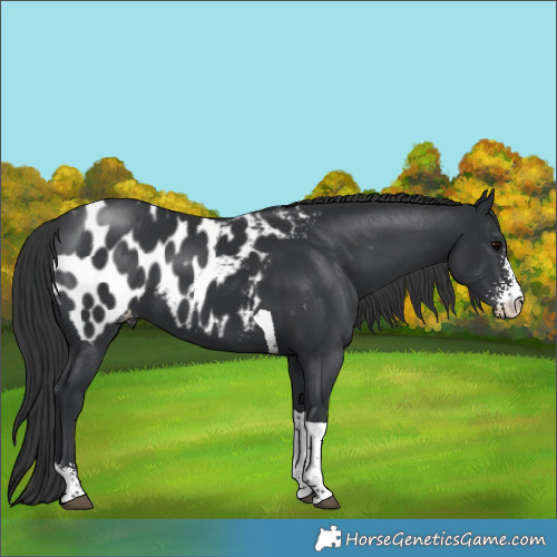 Horse Color:Black Sabino Tobiano Appaloosa