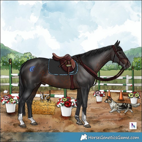 Horse Color:White Spotted Brown Tobiano 