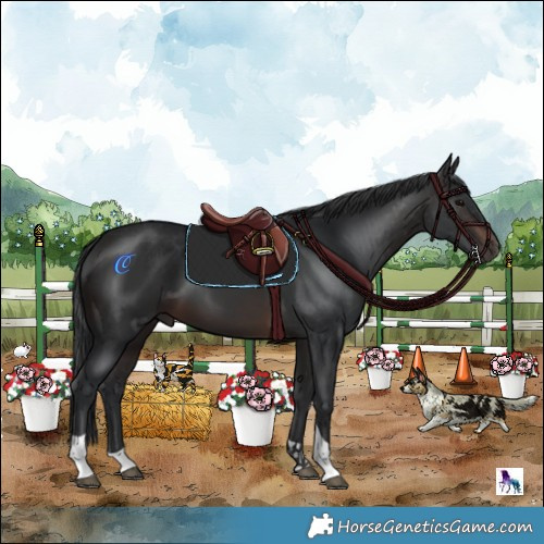 Horse Color:White Spotted Brown Tobiano 