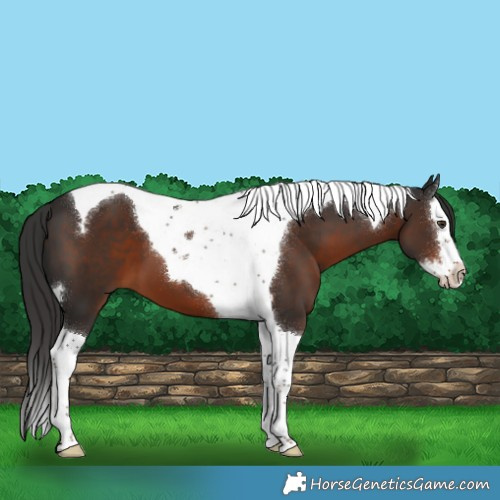 Horse Color:Liver Chestnut Splash Tobiano 