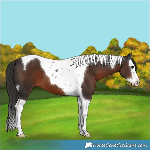 Horse Color:Liver Chestnut Splash Tobiano