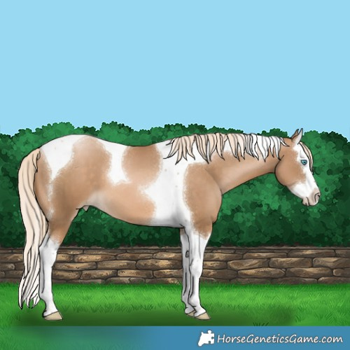 Horse Color:Chocolate Palomino Pearl Splash Tobiano 