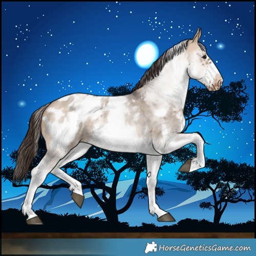 Horse Color:White Spotted Brown Dun Sabino Frame Appaloosa Rabicano 