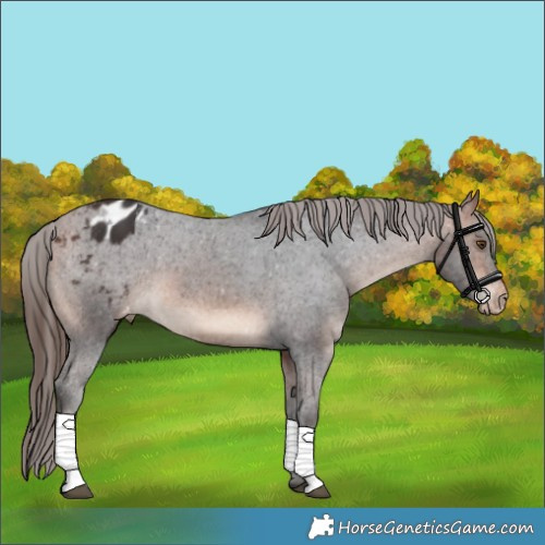 Horse Color:Bay Blanket