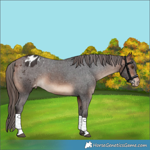 Horse Color:Bay Appaloosa 