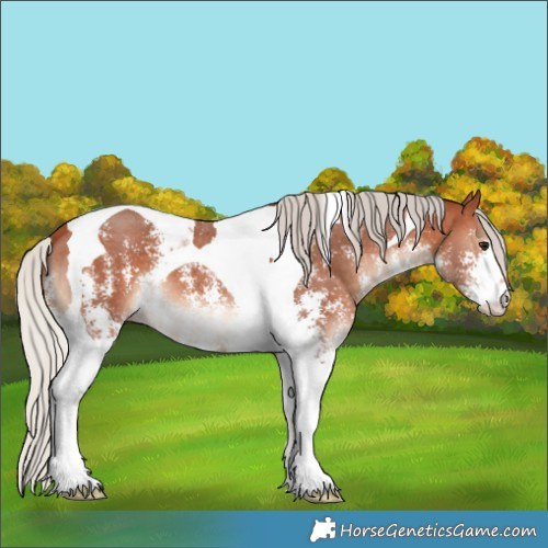 Horse Color:Silver Bay Sabino Tobiano