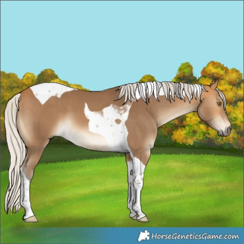 Horse Color:Silver Buckskin Tobiano 