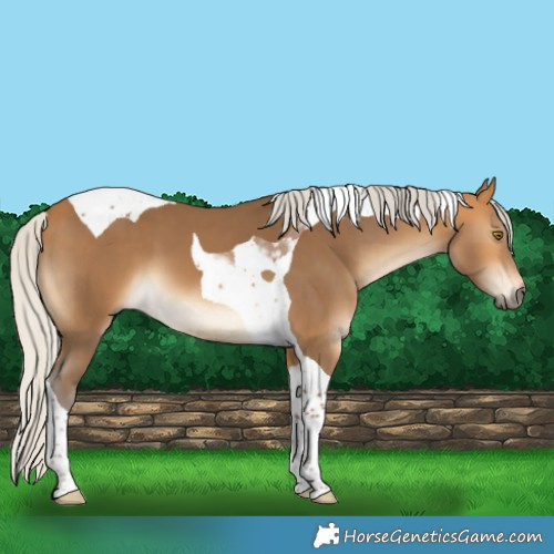 Horse Color:Silver Buckskin Tobiano
