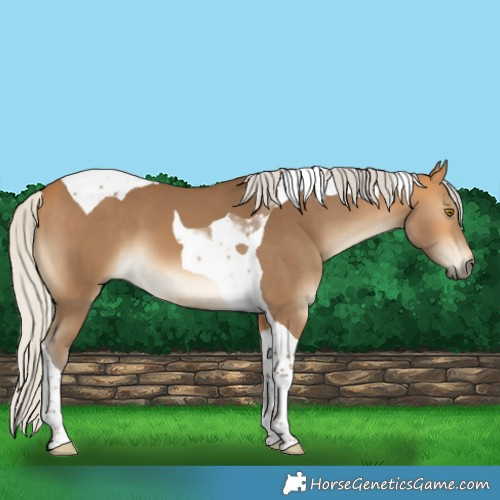 Horse Color:Silver Buckskin Tobiano 
