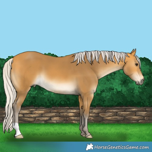 Horse Color:Silver Buckskin