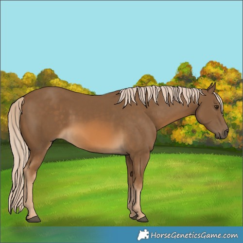 Horse Color:Chocolate Palomino
