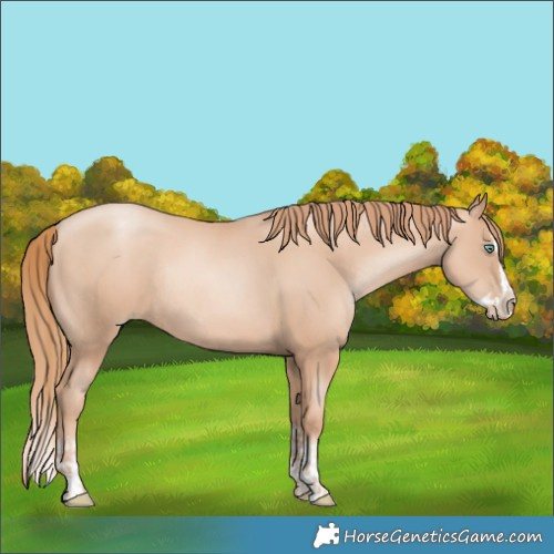 Horse Color:Gold Champagne Pearl Rabicano and Gold Champagne Pearl Splash Rabicano