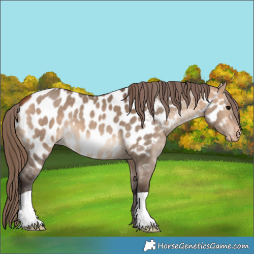 Horse Color:Bay Dun Appaloosa