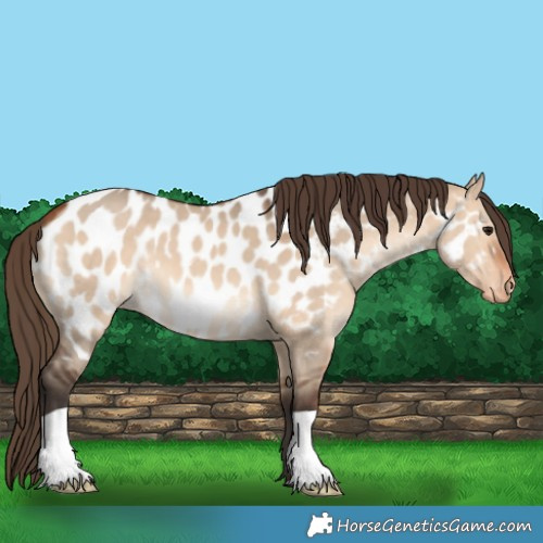 Horse Color:Bay Dun Appaloosa