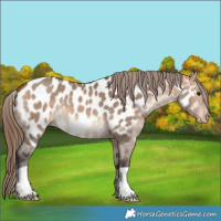 Horse Color:Bay Dun Near Leopard