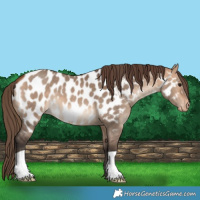 Horse Color:Bay Dun Appaloosa 