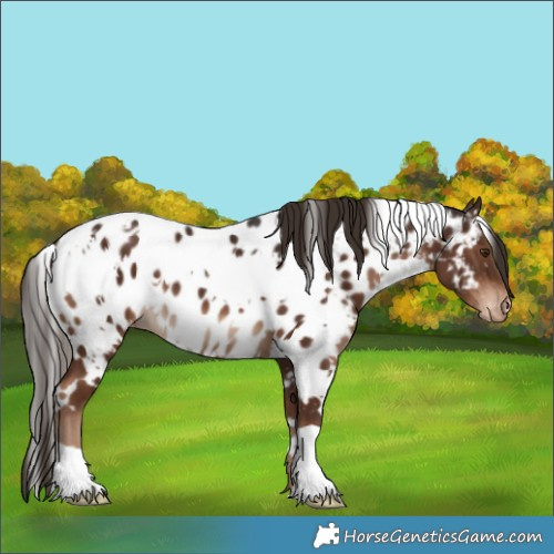 Horse Color:White Spotted Liver Chestnut Appaloosa 