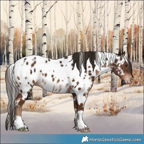 Horse Color:White Spotted Liver Chestnut Appaloosa 