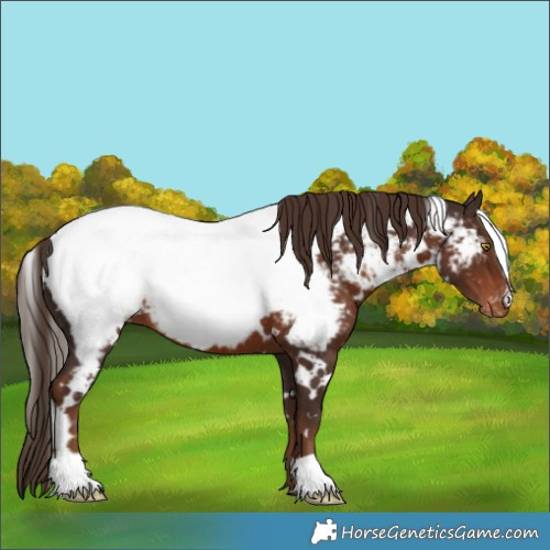Horse Color:White Spotted Liver Chestnut Near Fewspot 