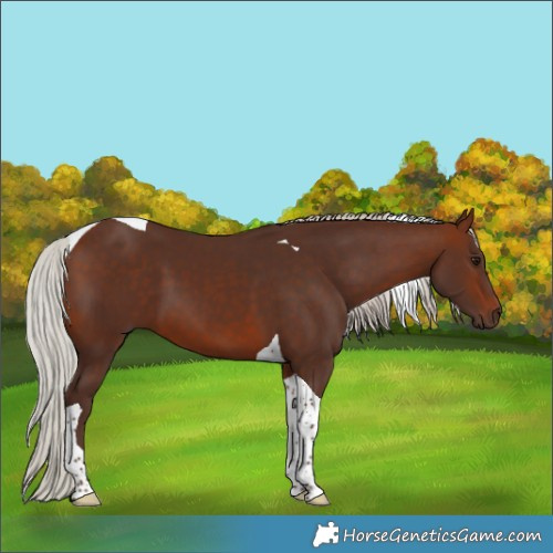 Horse Color:Silver Brown Tobiano 