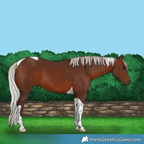 Horse Color:Silver Brown Tobiano