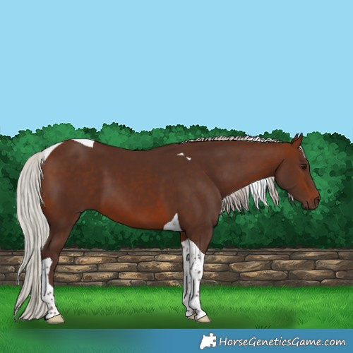Horse Color:Silver Brown Tobiano 