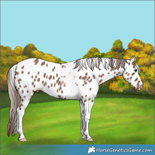 Horse Color:Liver Red Dun Tobiano Appaloosa 