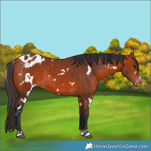 Horse Color:White Spotted Bay Appaloosa