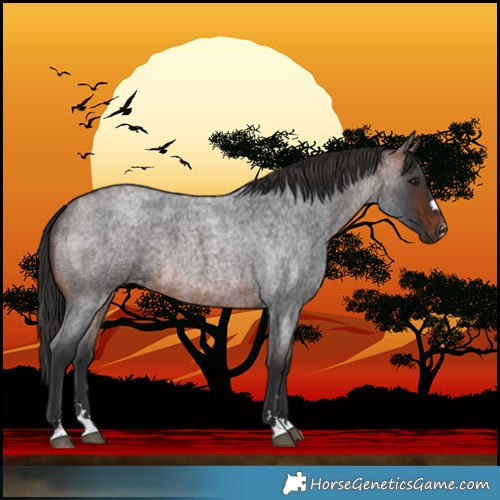 Horse Color:Brown Roan 