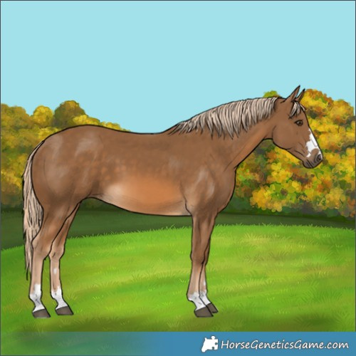 Horse Color:Chocolate Palomino 