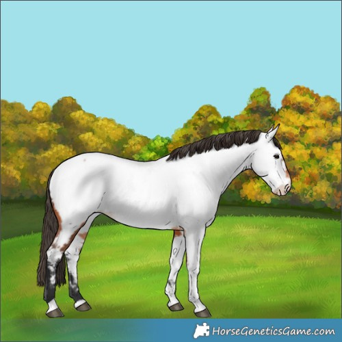 Horse Color:Bay Tobiano Appaloosa 