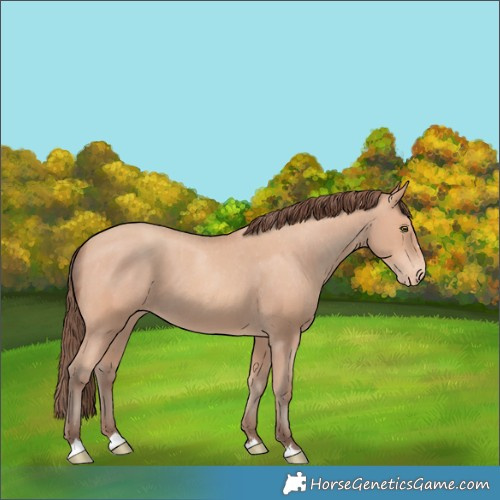 Horse Color:Amber Champagne Appaloosa 