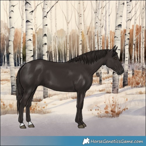 Horse Color:Liver Chestnut 