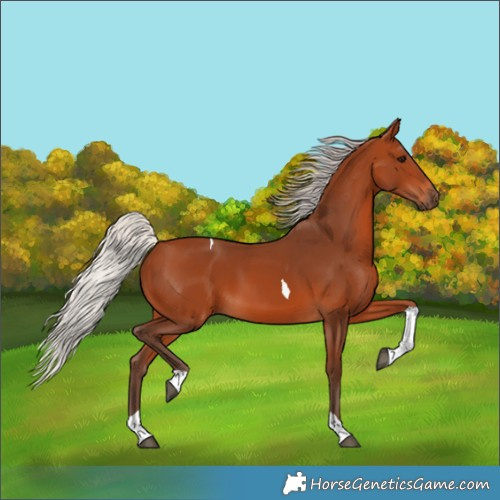 Horse Color:Silver Bay Tobiano