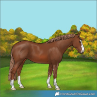 Horse Color:Chestnut 